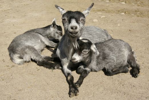 Happy goat mother feeding and caring for her two cubs.