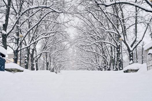 Trees covered with hoarfrost and snow in the city park