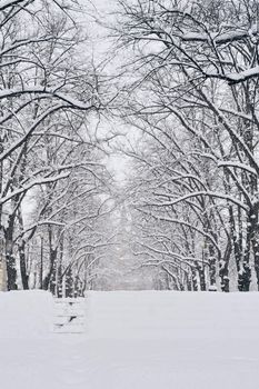 Trees covered with hoarfrost and snow in the city park