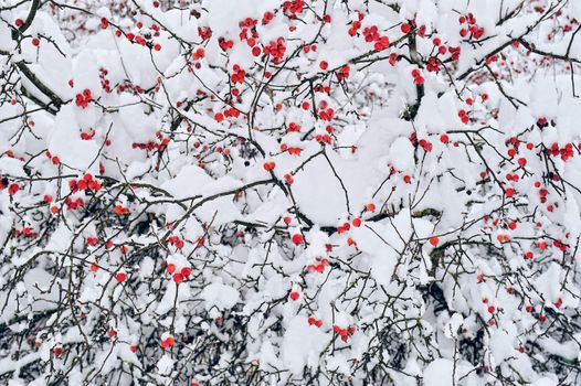 Winter mountain ash. Branches ashberry under the snow