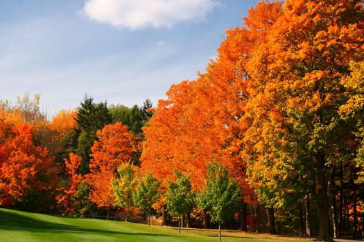 colorful autumn leaves in park