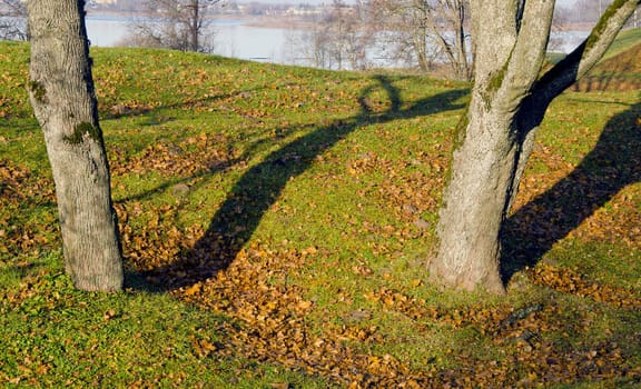 Lime tree trunks and fallen leaves in autumn. Lake landscape background.