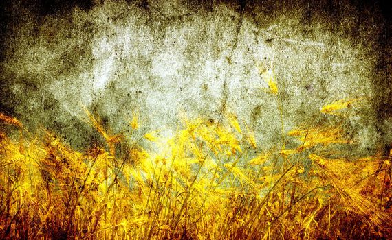Grunge background with golden wheat in a farm field