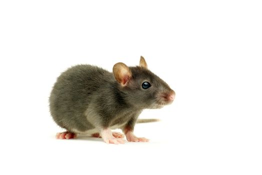 rat  isolated on white background