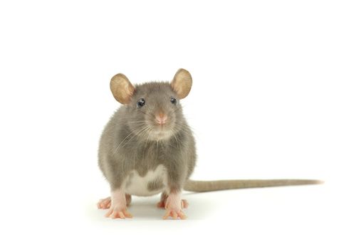 funny rat  isolated on white background