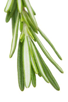 fresh rosemary isolated on white