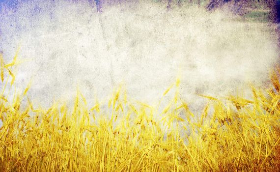 Grunge background with golden wheat in a farm field