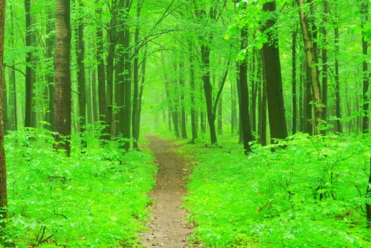a path is in the green forest