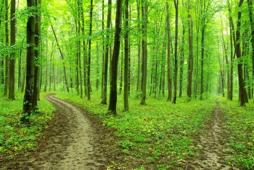 a path is in the green forest