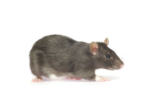 grey rat  isolated on white background