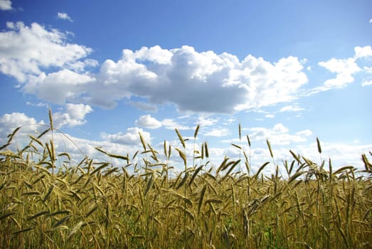 Wheat ears against the blue  sky