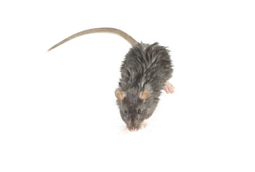 funny rat  isolated on white background
