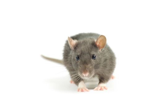  rat  isolated on white background