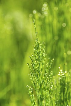 Dew drop on a blade of grass 