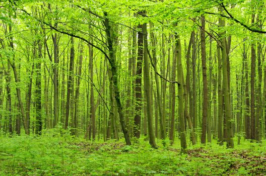 green forest background in a sunny day