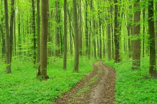 a path is in the green forest