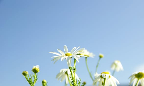 Camomiles on blue sky background