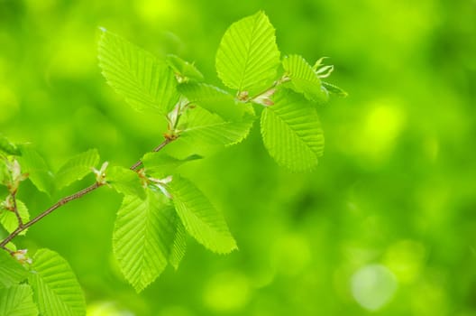 green leaves background in sunny day