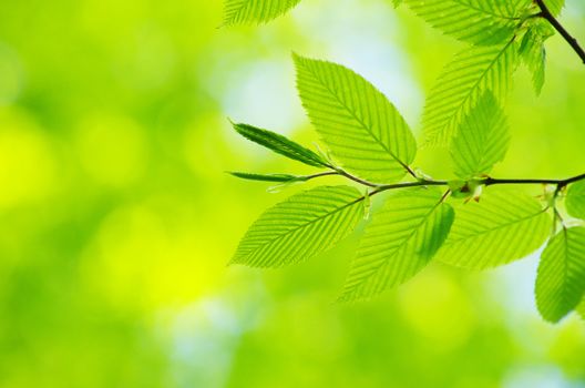 green leaves background in sunny day