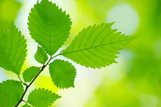 green leaves background in sunny day