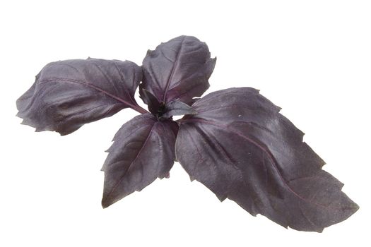 One branch on purple basil on the white background