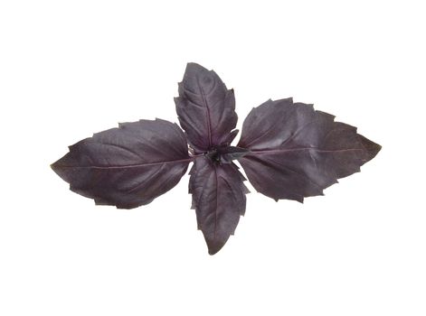 One branch on purple basil on the white background