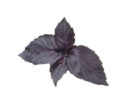 One branch on purple basil on the white background