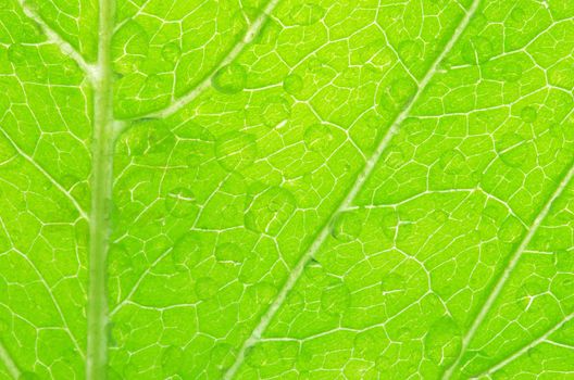 structure of leaf natural background