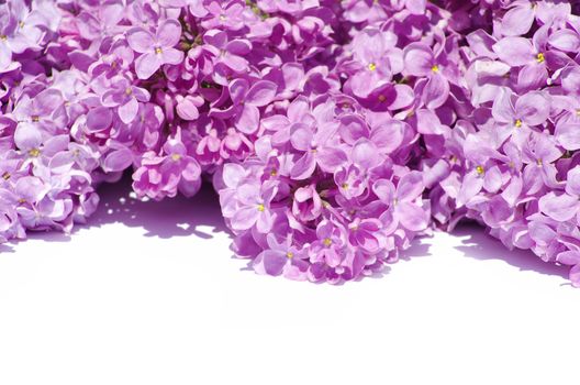 lilac flower isolated on white background