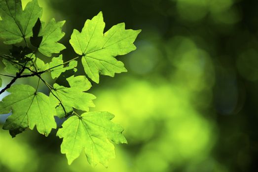 spring green leaves background in a sunny day