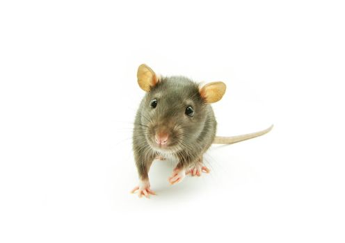 rat  isolated on white background