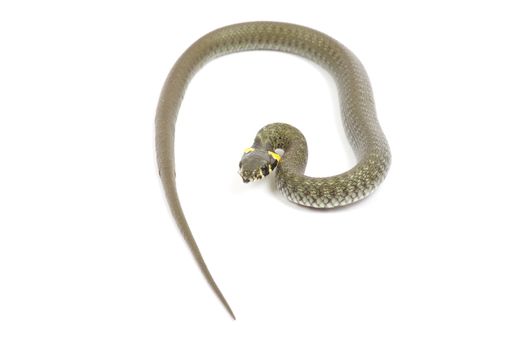 snake isolated on white background