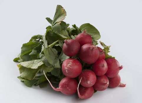 Bunch of radish on the gray background