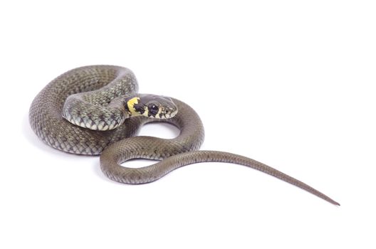 snake isolated on white background