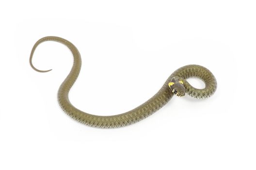 snake isolated on white background