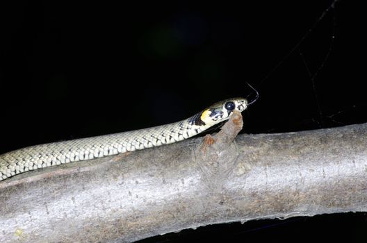 macro of a grass snake in the nature