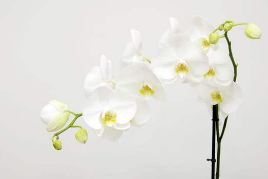 Blooming white orchids flower isolated on white background