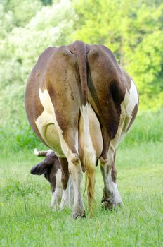 cows on a green meadow