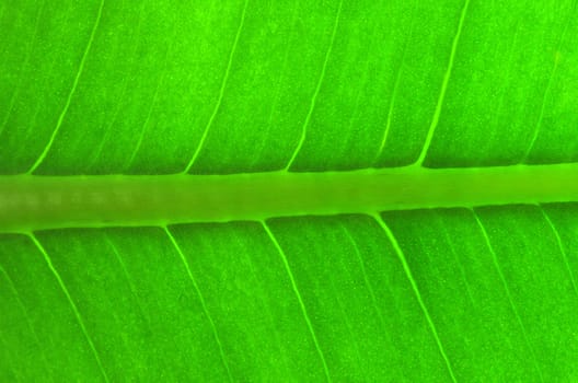 structure of leaf natural background