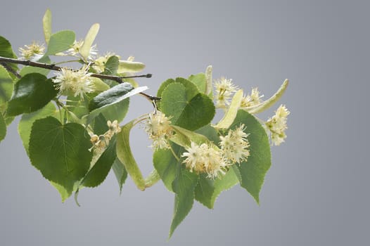 Branch of linden with levaes and flowers