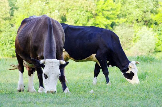 cows on a green meadow
