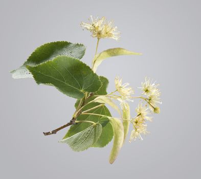 Branch of linden with leaves and flowers