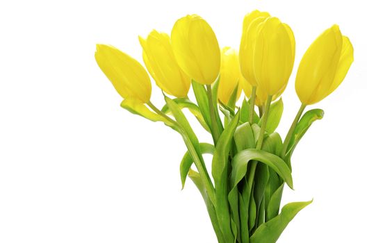 yellow tulips isolated on white background