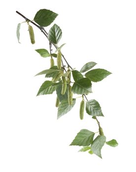 Isolated branch of birch on the white background