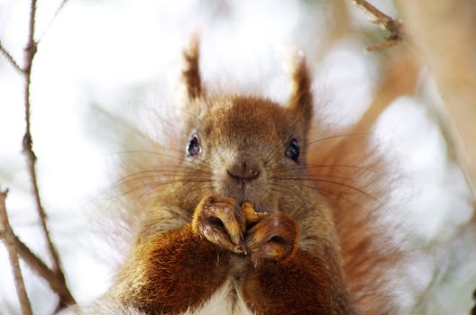  A squirrel hanging on tree     