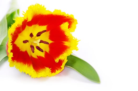 yellow tulip isolated on white
