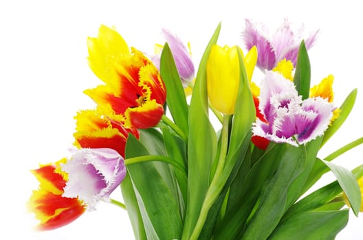 bouquet of the tulips on white background
