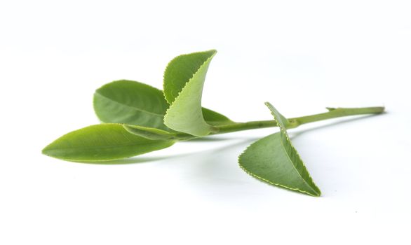 Isolated branch of fresh green tea