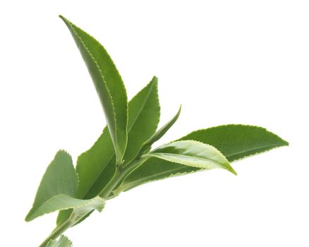 Isolated branch of fresh green tea