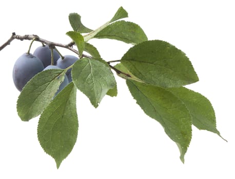 Isolated branch of plum with leaves and fruits